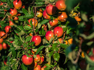 Apple plantations in Alsace. Growing fruit. Sun, autumn.