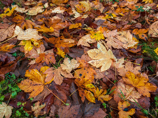 Pointed multicolored autumn maple and sycamore leaves. Close-up.