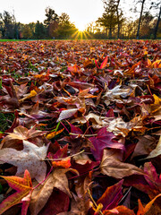 Pointed multicolored autumn maple and sycamore leaves. Close-up.