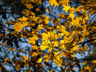 Pointed multicolored autumn maple and sycamore leaves. Close-up.