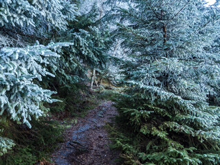 The first frost on beautiful Christmas trees in the forest in the mountains.