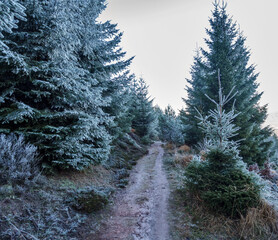 The first frost on beautiful Christmas trees in the forest in the mountains.