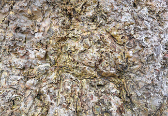 Close up on a ribbed texture background of a tree bark made up of countless shiny layers on outer layer that covers the trunk of a tree.