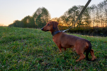 Hunting dog in nature. Brown mini dachshund in a field at sunset