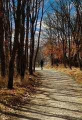 paisaje de otoño con camino y persona paseando en un día soleado