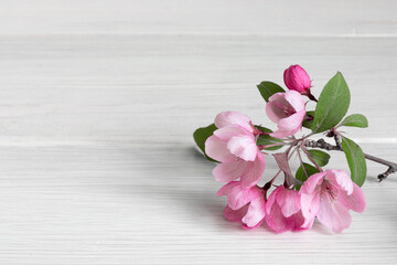 Branch of a blossoming apple tree on a wooden table. Flat lay