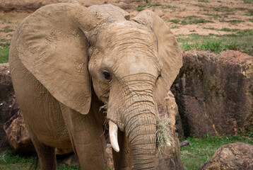 Fototapeta na wymiar African Elephant foraging in enclosure as zoo specimen located in Birmingham Alabama.