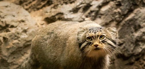Naklejka premium Pallas's Cat also called Manul Cat searching enclosure as zoo specimen located in Birmingham Alabama.