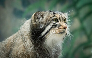 Pallas's Cat also know as Manul Cat from Central Asia seen here as zoo specimen located in...