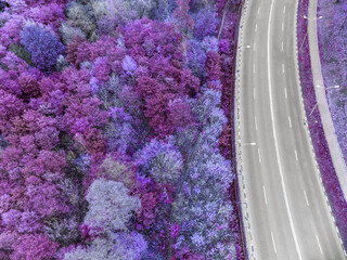 Aerial above scenic empty road curve in purple forest. Look down on street in colored city park. Treetop view in Kharkiv, Ukraine