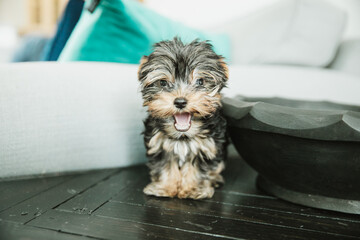 A tiny teacup yorkie puppy dog sitting on a couch arm with a teal pillow - obrazy, fototapety, plakaty