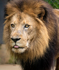 Fototapeta na wymiar African Lion resting on a hot day as zoo specimen located in Birmingham Alabama.