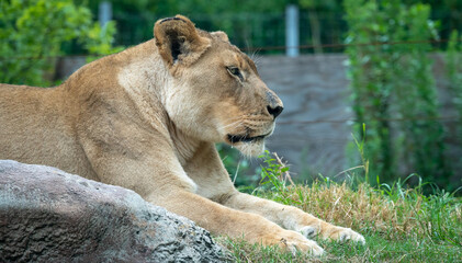 Naklejka na ściany i meble African Lion resting on a hot day as zoo specimen located in Birmingham Alabama.