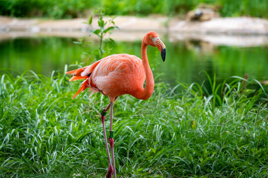 American Flamingo also known as Caribbean Flamingo preening in grass as zoo animals located in Birmingham Alabama.