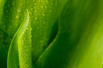 Beautiful leaf texture in nature. Natural background.