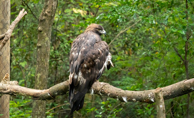 Obraz premium Golden Eagle sitting on perch as zoo animal located in Birmingham Alabama.