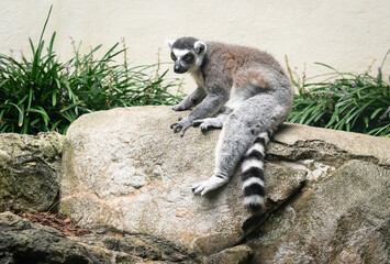Ring-tailed Lemur preening on rock as zoo animal located in Birmingham Alabama.