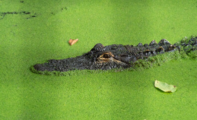 American Alligator swimming in moss chocked pond as zoo animal located in Birmingham Alabama.