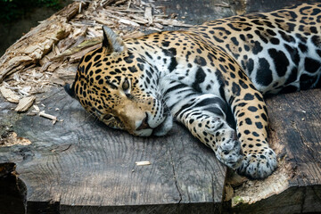 Jaguar resting on natural platform as zoo animal located in Birmingham Alabama.