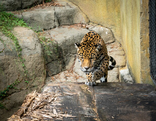 Jaguar resting on natural platform as zoo animal located in Birmingham Alabama.