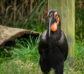 Southern Hornbill an African bird searching for insects in the grass at zoo located in Birmingham Alabama.