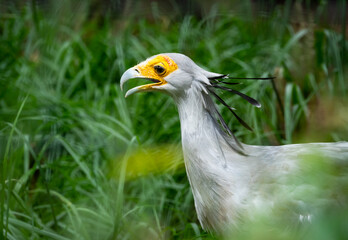 Secretary Bird an African subsaharan bird seen here as zoo specimen located in Birmingham Alabama. 