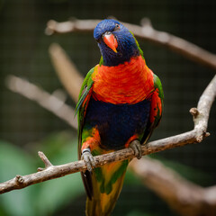 Australian Lorikeet sitting on branch as zoo specimen located in Birmingham Alabama.
