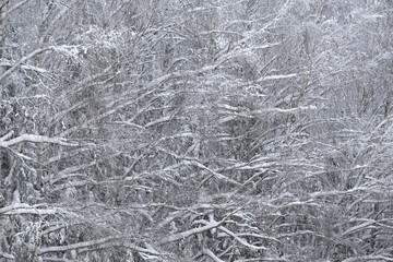 winter forest after a snowfall, sunny day, trees in the snow