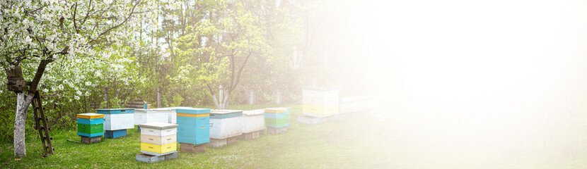 Banner rows of beehives under branches of cherry blossoms in spring. Preparing for honey harvests....