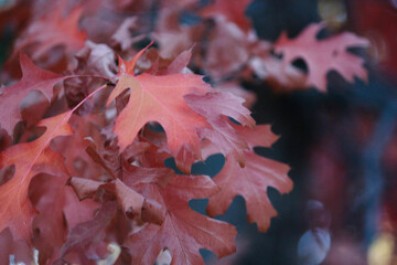 Fototapeta na wymiar red autumn leaves