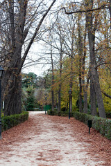 Footpath during autumn at El retiro park of Madrid