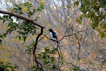 Typical bird of Spain on a branch. Magpie (Pica pica). Magpie bird on a tree.