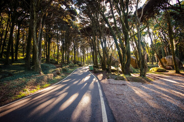 Road in a Forest with the sun's rays shining among the trees. - obrazy, fototapety, plakaty