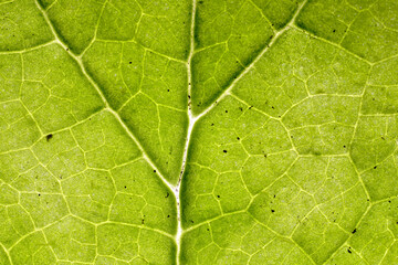 Underside of Veiny Green Leaf Texture Macro