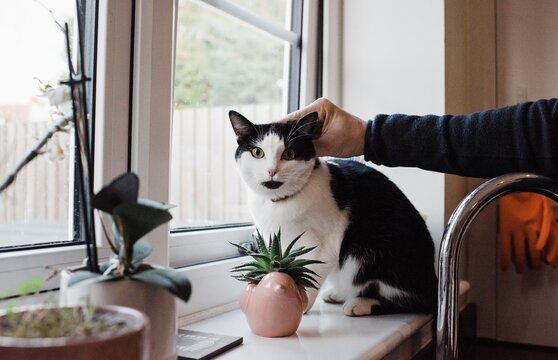 persons hand stroking a cat that is staring at the camera at home