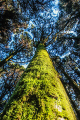 Forest bottom view in the autumn. Tree covered with moss