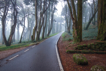 Obraz premium Road in a forest covered with mist