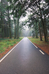 Fototapeta na wymiar Road in a forest covered with mist