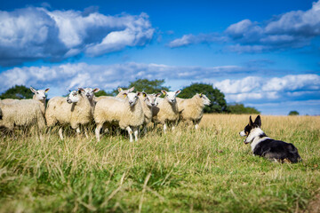 Border Collie working dog with sheep - obrazy, fototapety, plakaty