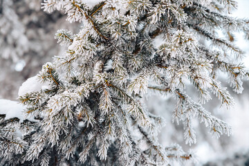 The branches and needles of a coniferous tree are covered with frost.
