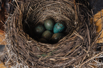 Bird's nest with green eggs inside. The bird made a nest in the woodshed.