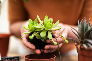 Woman's hands transplanting succulent into new pot. - Powered by Adobe