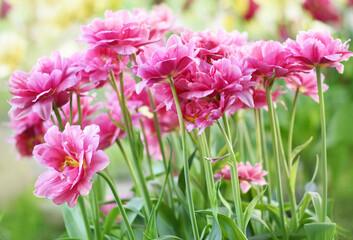 Spring blossoming tulips in garden, springtime bright flowers in the field, pastel and soft floral card, selective focus, shallow DOF, toned