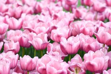 Spring blossoming tulips in garden, springtime bright flowers in the field, pastel and soft floral card, selective focus, shallow DOF, toned