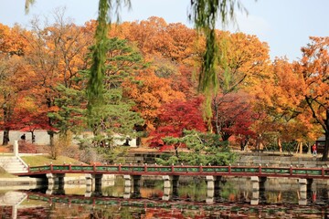 Obraz premium Autumn Leaves