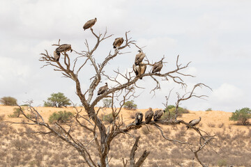 White-backed Vulture in the Kgalagadi
