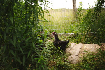 Heritage chickens on a small farm in rural Ontario, Canada. Farming and agriculture in North America.