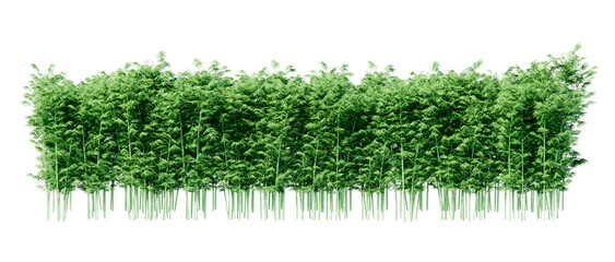 isometric bamboo plant 3d rendering