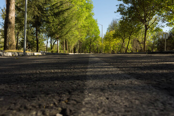 Camino solitario  rodeado de árboles 