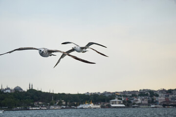 two seagulls in flight